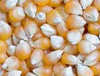 Corn / Maize
