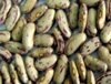 Light Speckled Kidney Bean