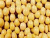 Organic Soyabean Seeds